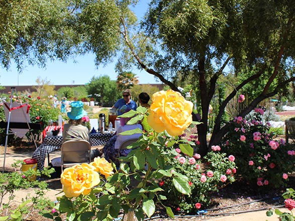 Extension's botanic garden's yellow roses in bloom.