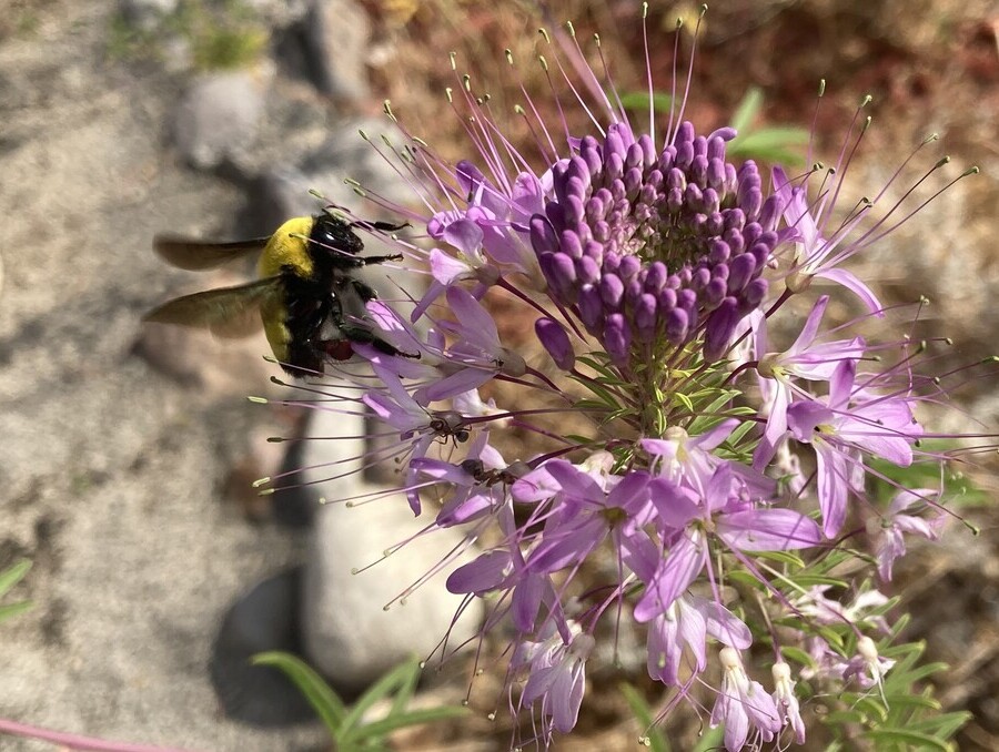 A bumble bee on a plant with purple flowers.